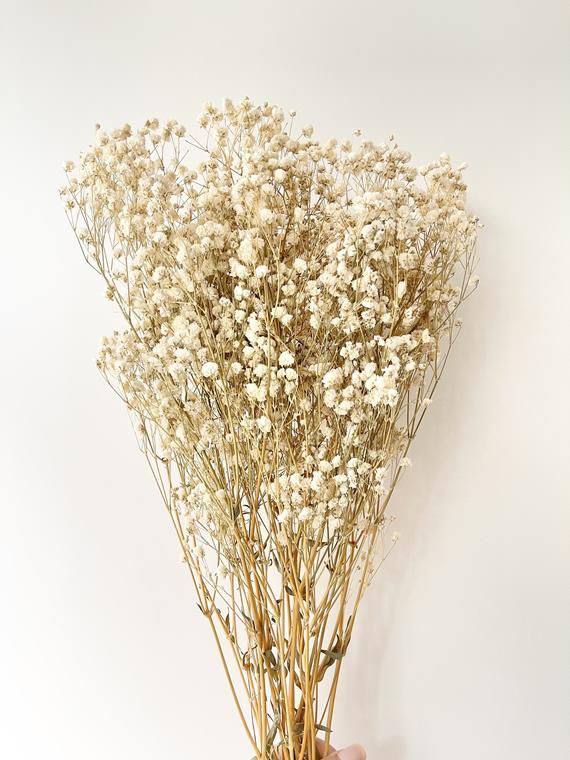 Dried Baby Flower Vase Filler - Beige