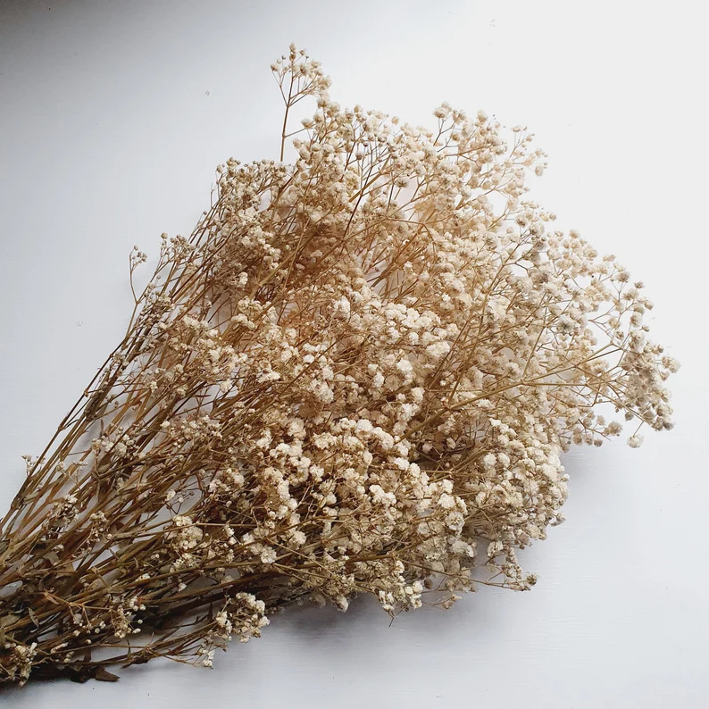 Dried Baby Flower Vase Filler - Beige