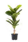 Fiddle Leaf Fig Mini Artificial Tree Single Trunk 1 Branche - H75CM